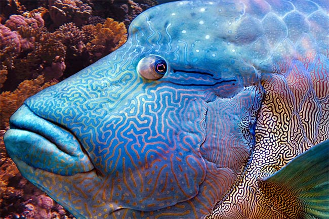 Maori Wrasse best snorkelling whitsundays dive great barrier reef