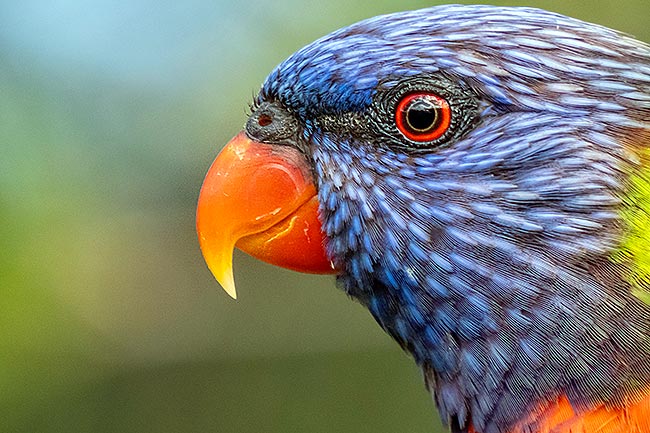 Currumbin Wildlife Sanctuary Rainbow Lorikeet