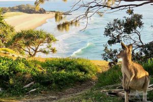 Kangaroo on North Stradbroke Island