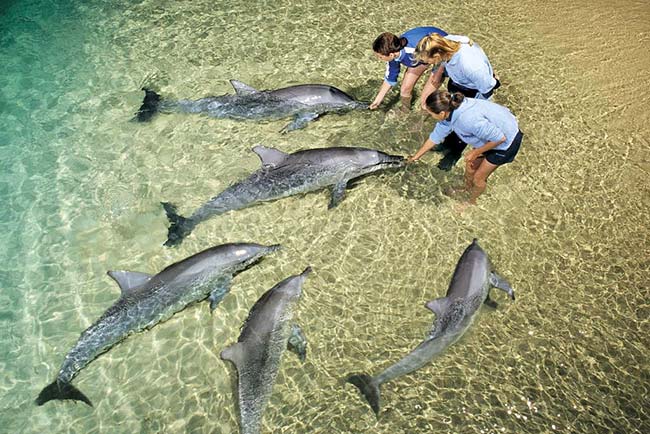 dolphin feeding tangalooma island