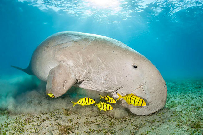 dugong moreton bay brisbane queensland