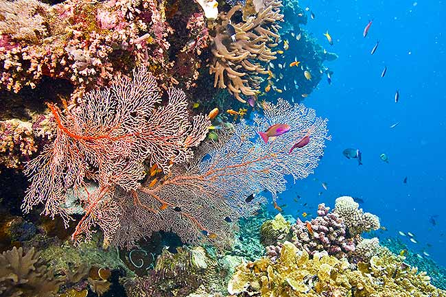 gorgonian fan great barrier reef