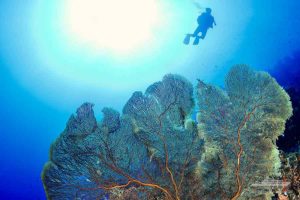 great barrier reef diving