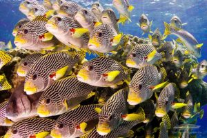 great barrier reef fish