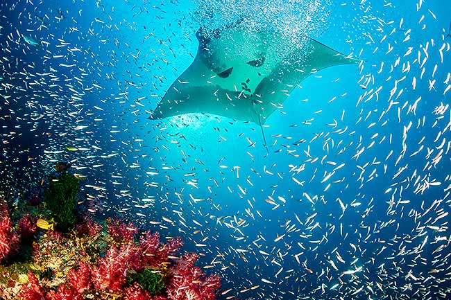 Manta Ray on The Great Barrier Reef