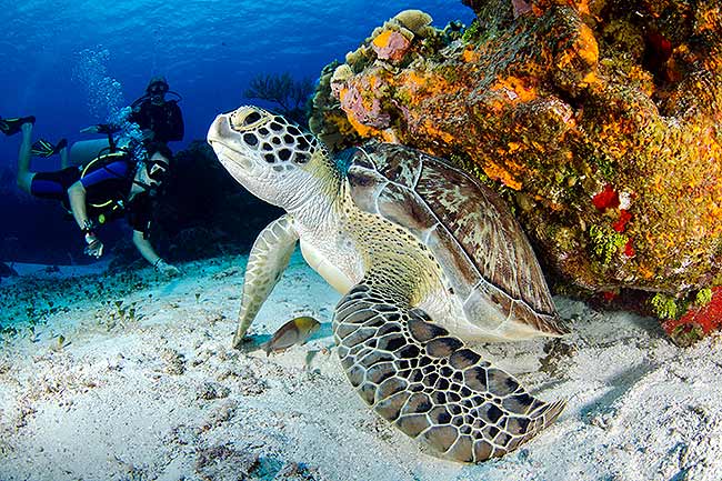 dive the great barrier reef green se turtle