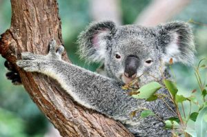 koala sanctuary brisbane