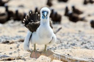 michaelmas cay tour