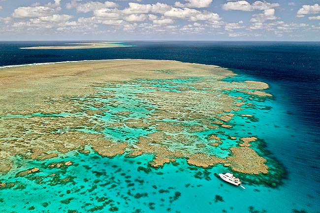 ribbon reef great barrier reef charter