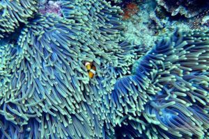 best snorkelling in the whitsundays diving great barrier reef