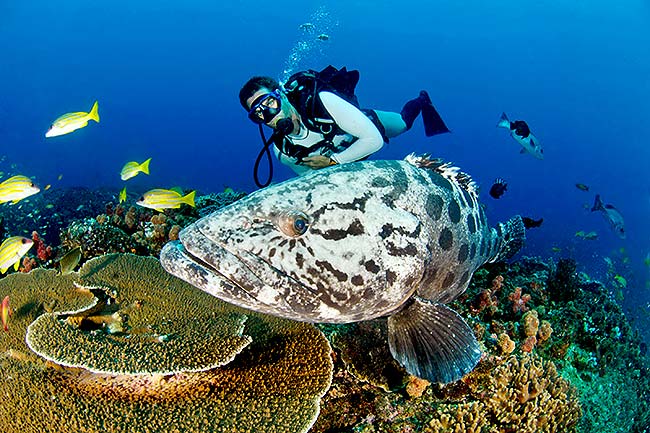 the cod hole great barrier reef diving