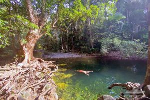 Best Daintree swimming holes