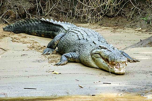 Daintree Croc tour