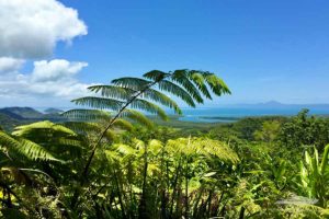 Daintree Rainforest