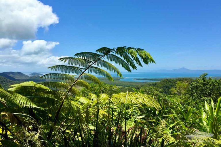 Daintree Rainforest