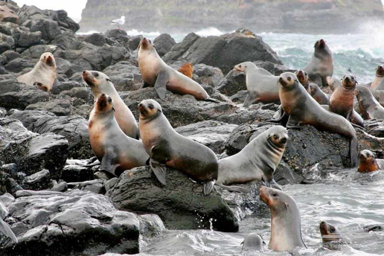 Seal Rocks Phillip Island