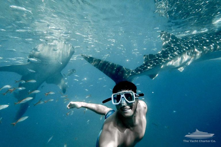 Swim with Whale Sharks on Ningaloo Reef