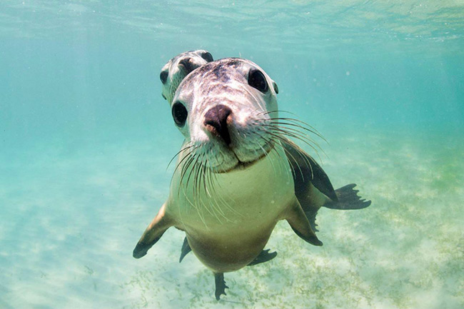 Jurien Bay Sea Lion tour