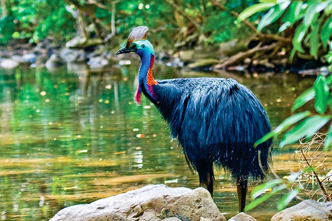 Daintree Rainforest Cassowary