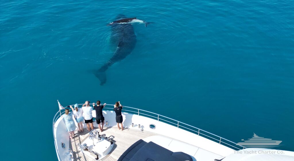 AURORA Yacht Sydney