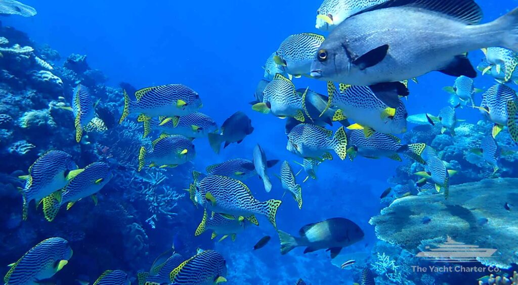White Haven Great Barrier reef